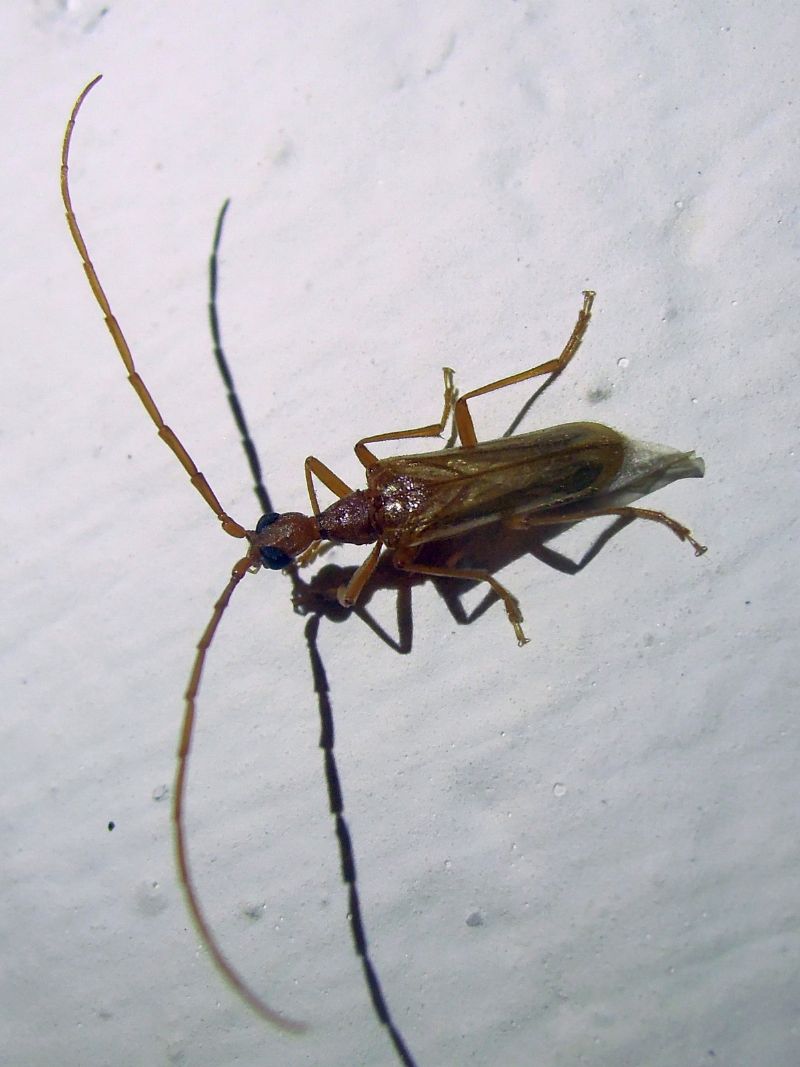 Vesperidae: Vesperus luridus ? S.